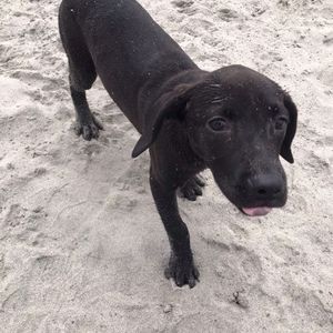 Meet your Posher, Vato